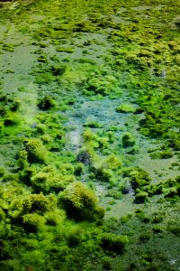 高い透明度の湧水［白川水源・南阿蘇村］