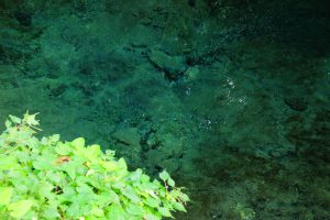 水路に流れ出す湧水［塩井社水源・南阿蘇村］