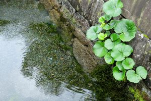 湧き出しによる幾重もの水紋［吉田城水源・南阿蘇村吉田］