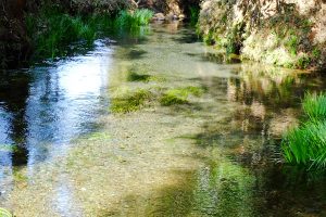 毎秒2トンの膨大な湧水量［竹崎水源・南阿蘇村］