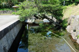 水源池と畦［湧沢津水源・南阿蘇村］