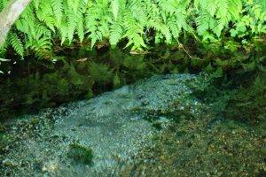 噴出する湧水［小池水源・南阿蘇村］