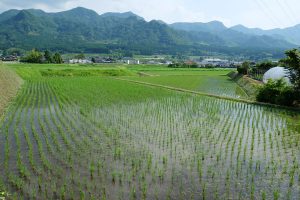 汲み場から見える水田［吉田城御献上汲場・南阿蘇村］